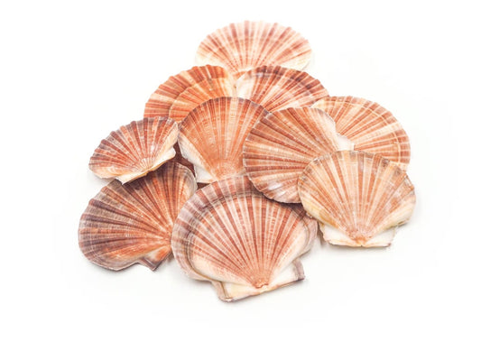 Crafts Sea Shells Pack