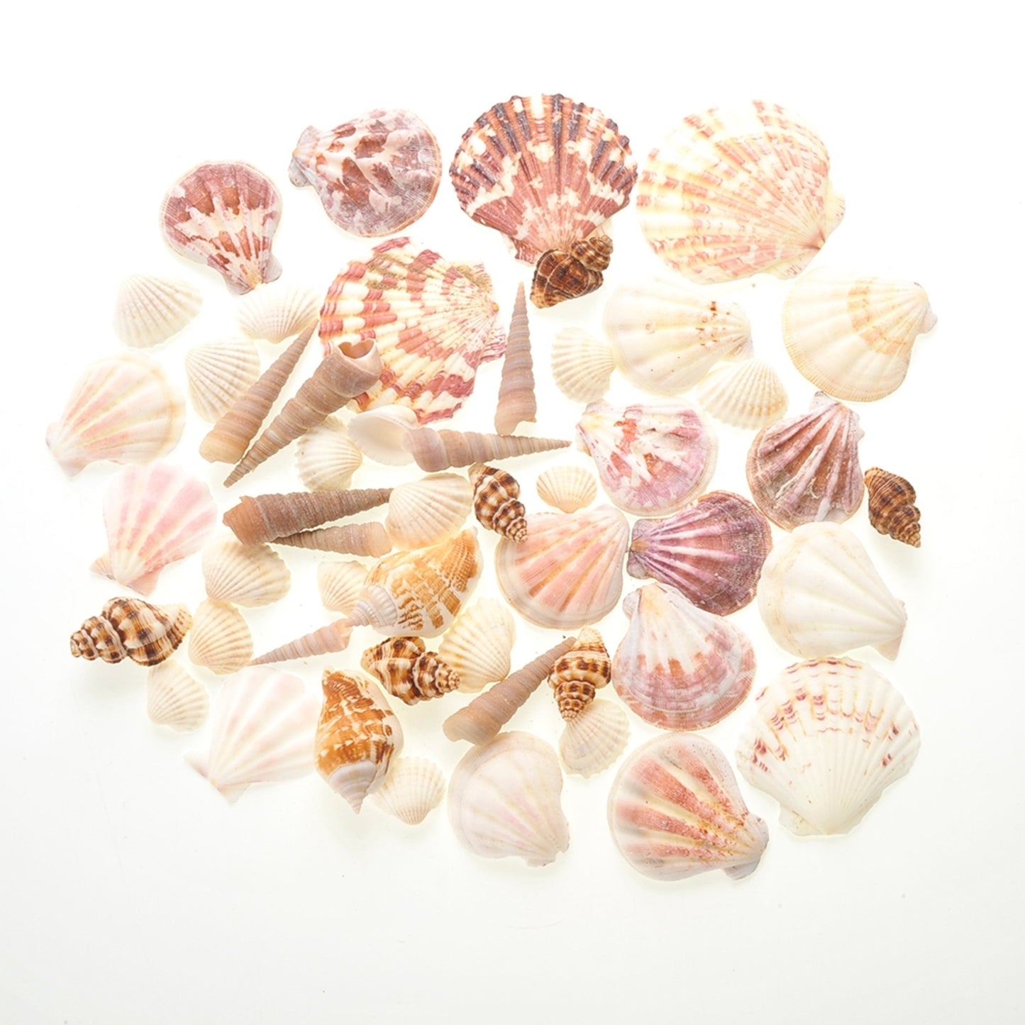 Mixed Beach Sea Shells For Decoration