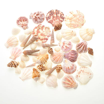 Mixed Beach Sea Shells For Decoration